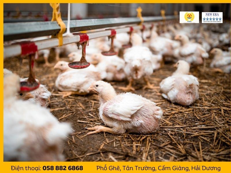 Gà nuôi bằng cám Hoa Kỳ Food