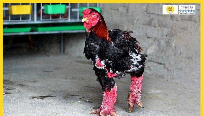 Lợi ích kinh tế của chăn nuôi gà Đông Tảo