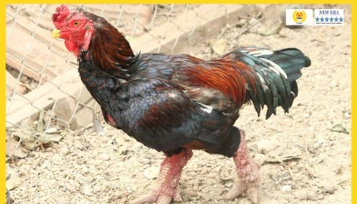 Lợi ích kinh tế của chăn nuôi gà Đông Tảo