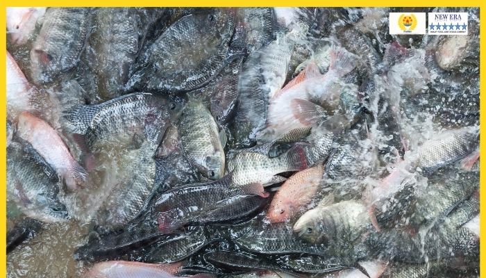 Cá rô phi cho sản lượng cao