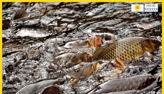 8 loại cá nước ngọt kinh tế cao