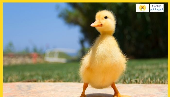 Chọn con giống ngan vịt vô cùng quan trọng
