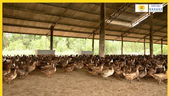 Giữ vệ sinh chuồng trại 